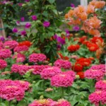 08hmbflowers